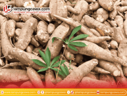 Anjloknya Permintaan Tapioka Dunia Ancam Harga Singkong Dalam Negeri, Petani Perlu Antisipasi